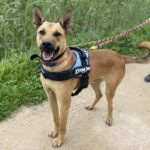 Malinois Mischling Cai, 11/2022, ca. 65 cm