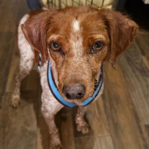 Bretone Cajal, 08/2021, ca. 45 cm