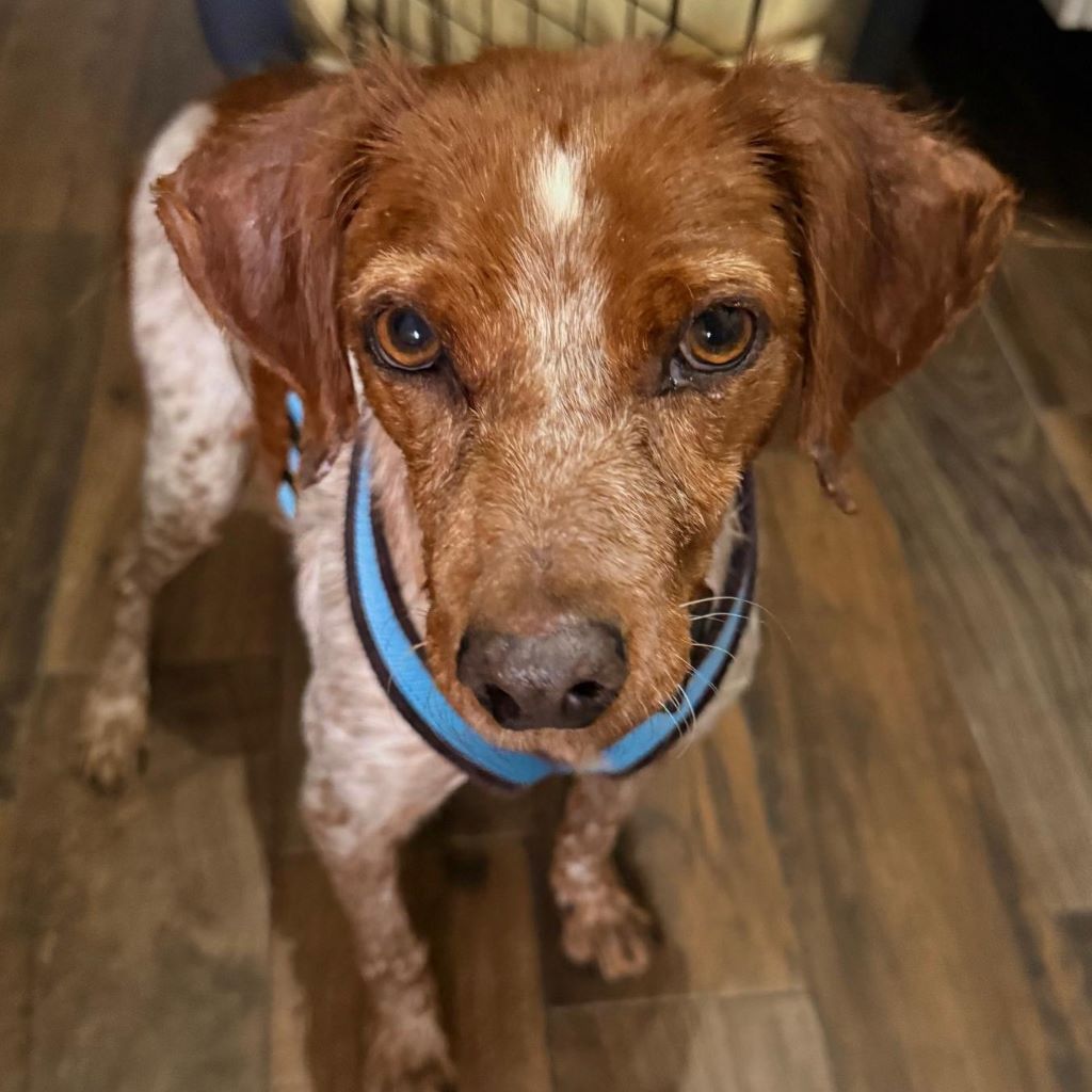 Bretone Cajal, 08/2021, ca. 45 cm