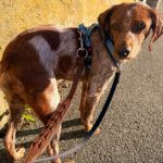 Bretone Cajal, 08/2021, ca. 45 cm