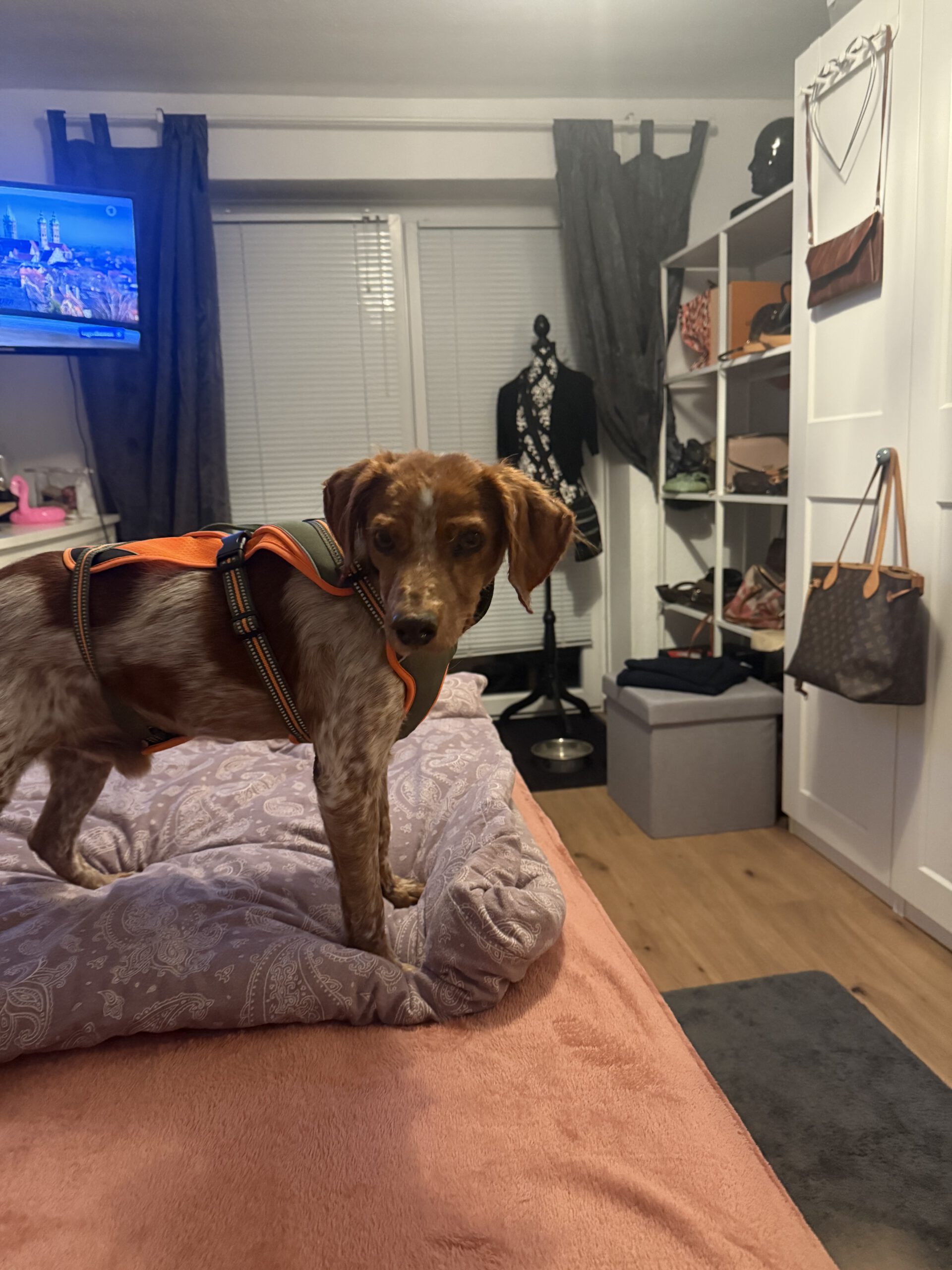 Bretone Cajal, 08/2021, ca. 45 cm