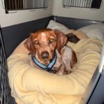 Bretone Cajal, 08/2021, ca. 45 cm