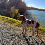 Bretone Cajal, 08/2021, ca. 45 cm