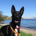 Mischling Calimero, 10/2024, ca. 65 cm