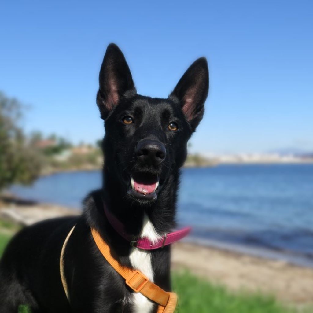 Mischling Calimero, 10/2024, ca. 65 cm