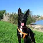 Mischling Calimero, 10/2024, ca. 65 cm