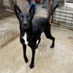 Mischling Calimero, 10/2024, ca. 65 cm