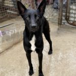 Mischling Calimero, 10/2024, ca. 65 cm