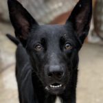 Mischling Calimero, 10/2024, ca. 65 cm