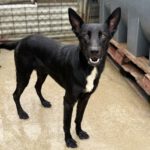 Mischling Calimero, 10/2024, ca. 65 cm