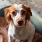 Bretone Candy, 04/2024, ca. 38 cm