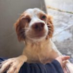 Bretone Candy, 04/2024, ca. 38 cm