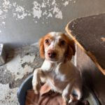 Bretone Candy, 04/2024, ca. 38 cm