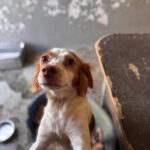 Bretone Candy, 04/2024, ca. 38 cm