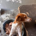 Bretone Candy, 04/2024, ca. 38 cm