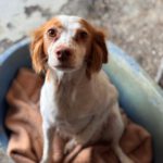 Bretone Candy, 04/2024, ca. 38 cm