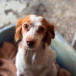 Bretone Candy, 04/2024, ca. 38 cm