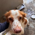 Bretone Candy, 04/2024, ca. 38 cm