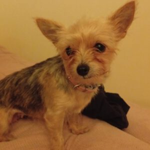 Yorkshire Terrier Candy, 08/2024, ca. 20 cm, 51373 Leverkusen