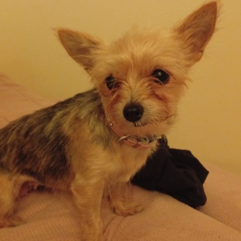 Yorkshire Terrier Candy, 08/2024, ca. 20 cm, 51373 Leverkusen