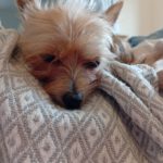 Yorkshire Terrier Candy, 08/2024, ca. 20 cm, 51373 Leverkusen