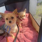 Yorkshire Terrier Candy, 08/2024, ca. 20 cm, 51373 Leverkusen