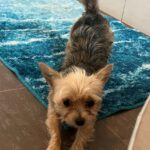 Yorkshire Terrier Candy, 08/2024, ca. 20 cm, 51373 Leverkusen