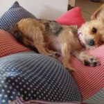 Yorkshire Terrier Candy, 08/2024, ca. 20 cm, 51373 Leverkusen