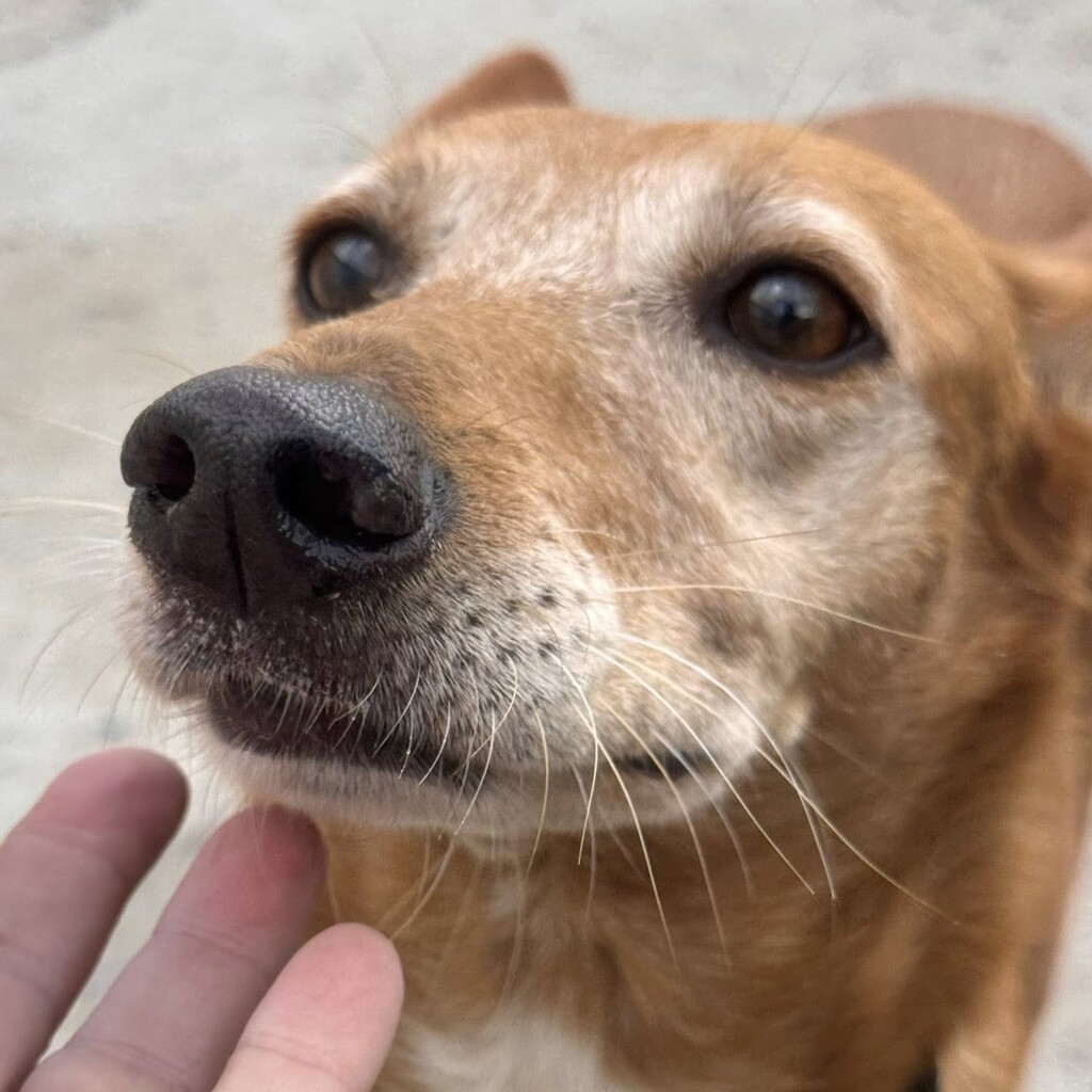 Podenco Canela, 01/2017, ca. 40 cm
