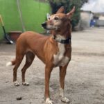 Podenco Canela, 01/2017, ca. 40 cm