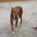 Podenco Canela, 01/2017, ca. 40 cm