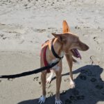 Podenco Casimiro, 04/2023, ca. 45 cm