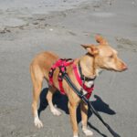 Podenco Casimiro, 04/2023, ca. 45 cm