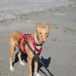 Podenco Casimiro, 04/2023, ca. 45 cm