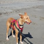 Podenco Casimiro, 04/2023, ca. 45 cm