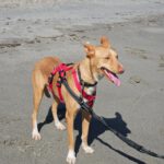 Podenco Casimiro, 04/2023, ca. 45 cm