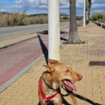 Podenco Casimiro, 04/2023, ca. 45 cm