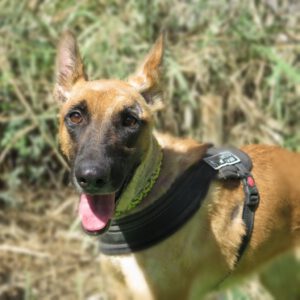 Malinois-Mischling Caterpie, 10/2020, ca. 65 cm