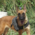 Malinois-Mischling Caterpie, 10/2020, ca. 65 cm