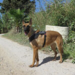 Malinois-Mischling Caterpie, 10/2020, ca. 65 cm