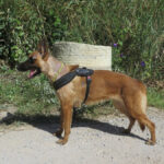 Malinois-Mischling Caterpie, 10/2020, ca. 65 cm