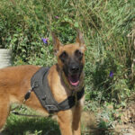 Malinois-Mischling Caterpie, 10/2020, ca. 65 cm