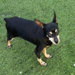 Zwergpinscher China, 12/2012, ca. 24 cm