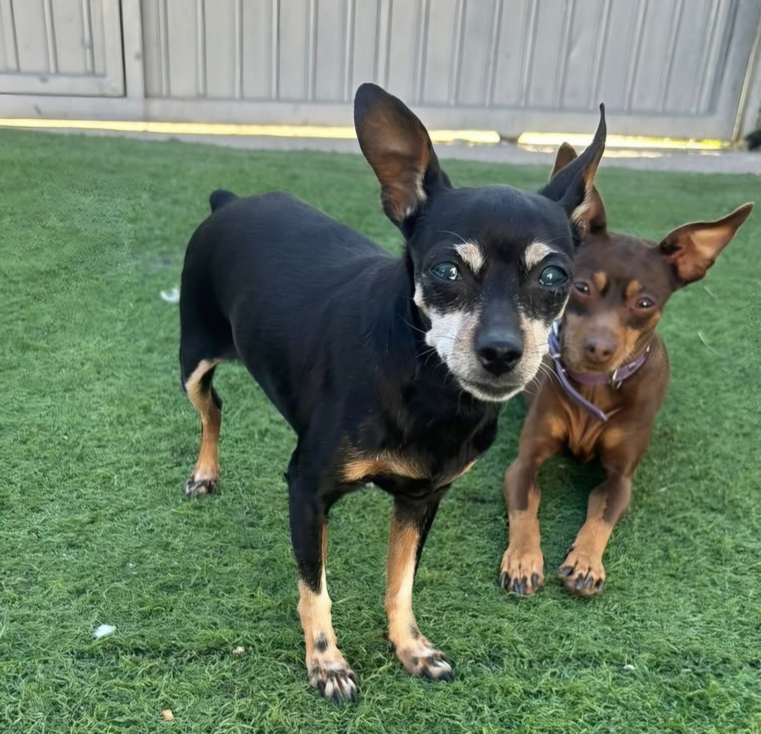 Zwergpinscher China, 12/2012, ca. 24 cm