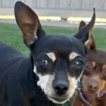 Zwergpinscher China, 12/2012, ca. 24 cm