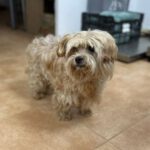 Yorkshire Terrier Mischling Chispa, 11/2015, ca. 25 cm