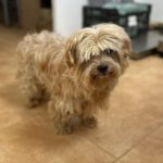 Yorkshire Terrier Mischling Chispa, 11/2015, ca. 25 cm