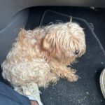 Yorkshire Terrier Mischling Chispa, 11/2015, ca. 25 cm