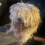 Yorkshire Terrier Mischling Chispa, 11/2015, ca. 25 cm