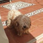 Yorkshire Terrier Mischling Chispa, 11/2015, ca. 25 cm